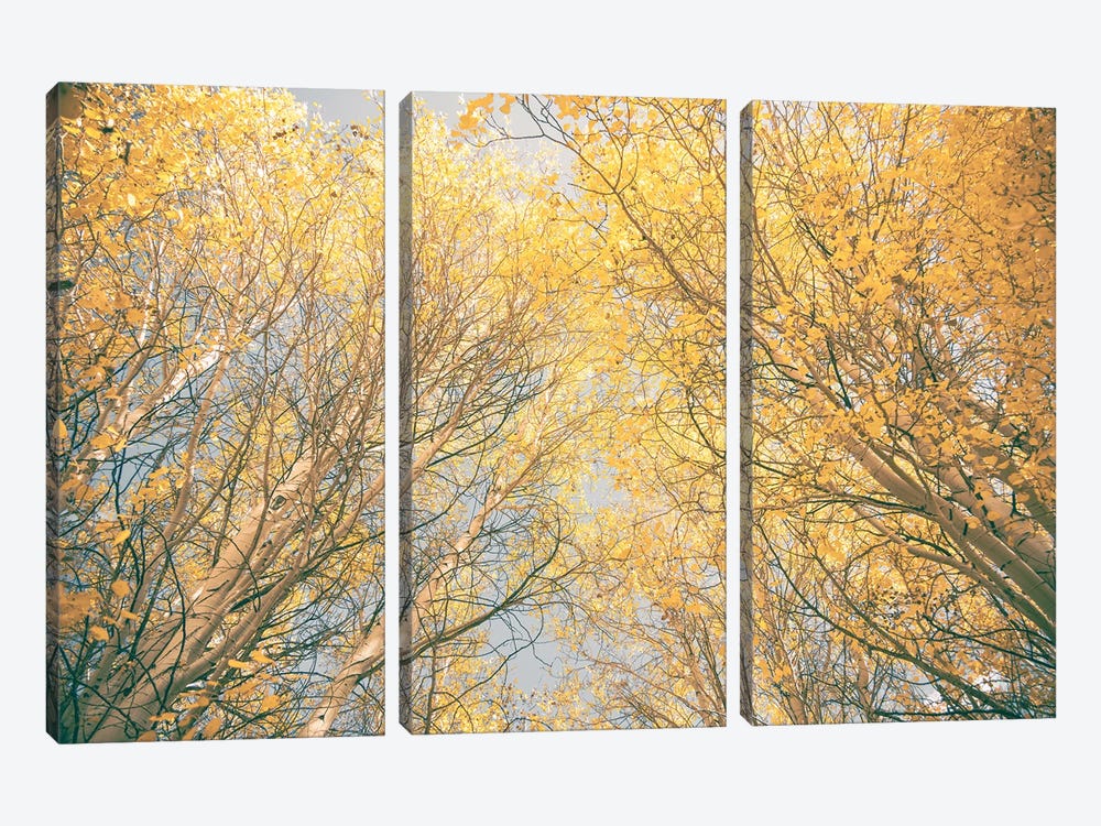 Aspen Trees with Yellow Fall Leaves Looking Up Through the Autumn Tree Canopy Forest Woods by Nature Magick 3-piece Canvas Art