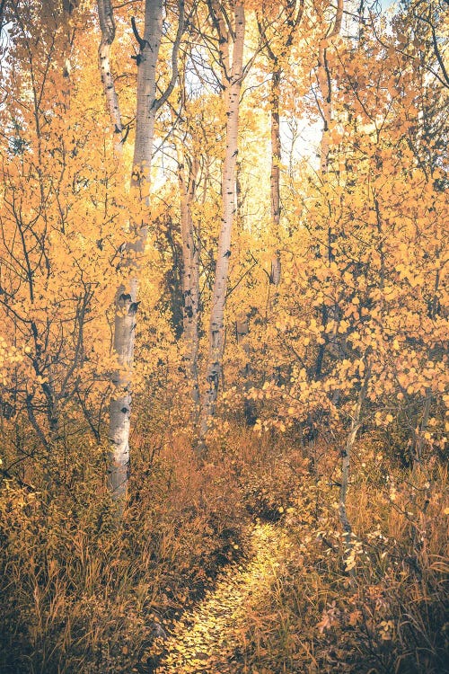 Magical Fall Forest Path with Aspen Trees and Yellow Autumn Leaves Woods Trail