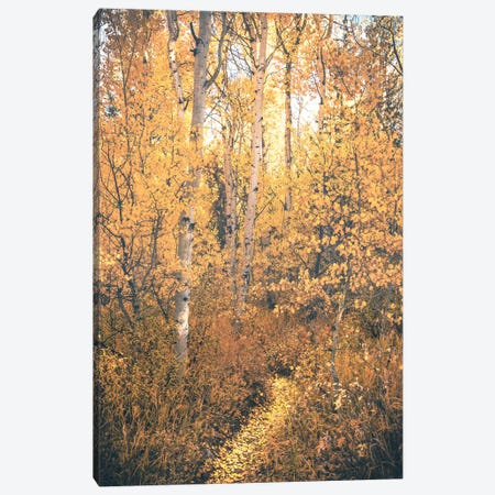 Magical Fall Forest Path with Aspen Trees and Yellow Autumn Leaves Woods Trail Canvas Print #MGK661} by Nature Magick Canvas Wall Art