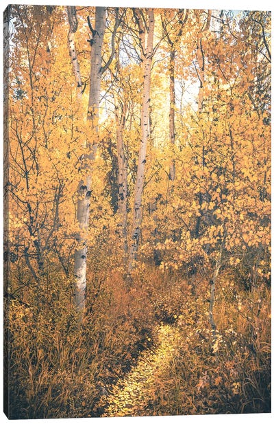 Magical Fall Forest Path with Aspen Trees and Yellow Autumn Leaves Woods Trail Canvas Art Print - Nature Magick