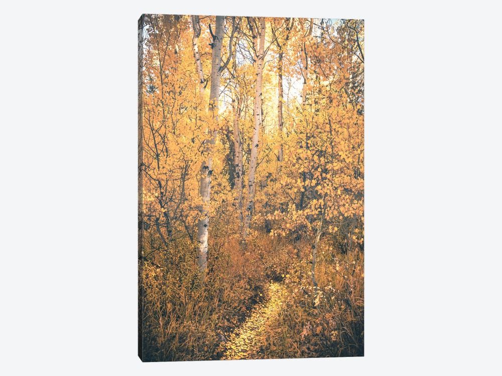 Magical Fall Forest Path with Aspen Trees and Yellow Autumn Leaves Woods Trail by Nature Magick 1-piece Canvas Print