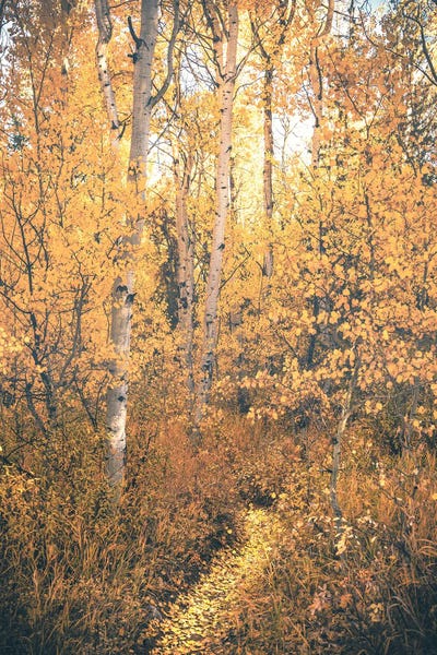 Magical Fall Forest Path with Aspen Trees and Yellow Autumn Leaves Woods Trail
