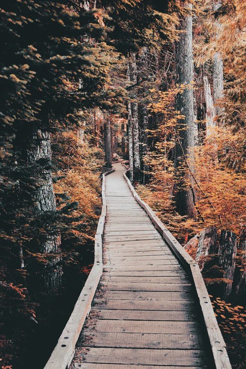 Fall Trail Forest Tree Path through the Autumn Woods