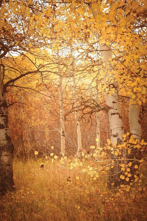 Fall Aspen Trees Dreamy Yellow Autumn Leaves Forest Woods