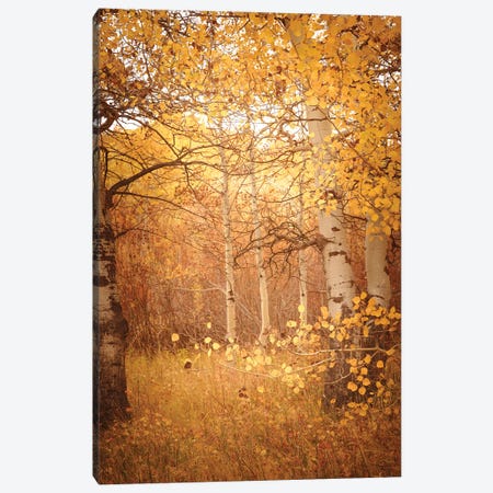 Fall Aspen Trees Dreamy Yellow Autumn Leaves Forest Woods Canvas Print #MGK663} by Nature Magick Canvas Artwork