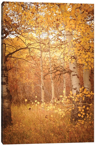 Fall Aspen Trees Dreamy Yellow Autumn Leaves Forest Woods Canvas Art Print - Nature Magick