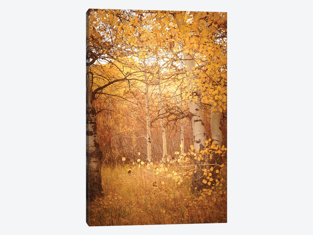 Fall Aspen Trees Dreamy Yellow Autumn Leaves Forest Woods by Nature Magick 1-piece Canvas Art Print