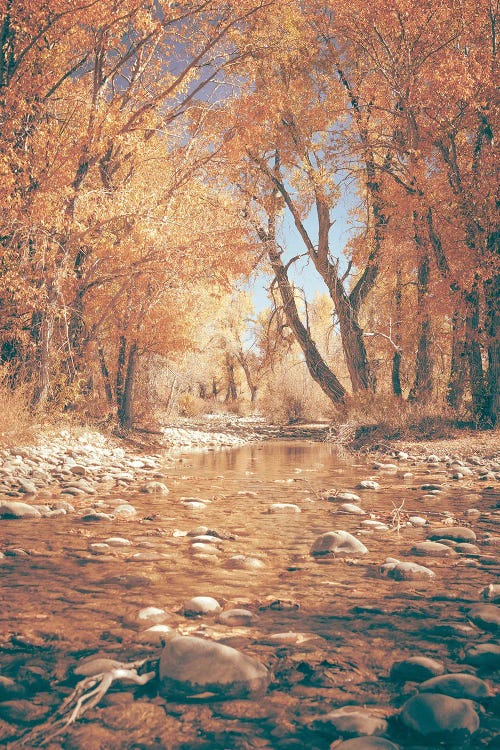 Fall River Water and Orange Autumn Leaves on Cottonwood Trees in Grand Teton National Park