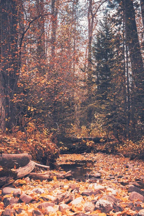 Fall Forest Adventure Autumn Leaves in Water Beneath Towering Fir Trees in the Woods Nature