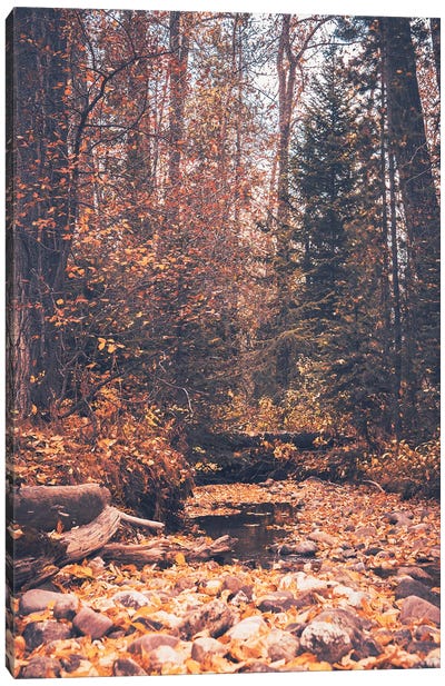 Fall Forest Adventure Autumn Leaves in Water Beneath Towering Fir Trees in the Woods Nature Canvas Art Print - Take a Hike