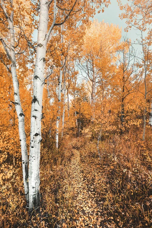 Fall Forest Path with Aspen Trees and Orange Autumn Leaves Trail in Grand Teton National Park