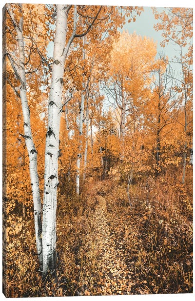 Fall Forest Path with Aspen Trees and Orange Autumn Leaves Trail in Grand Teton National Park Canvas Art Print - Nature Magick