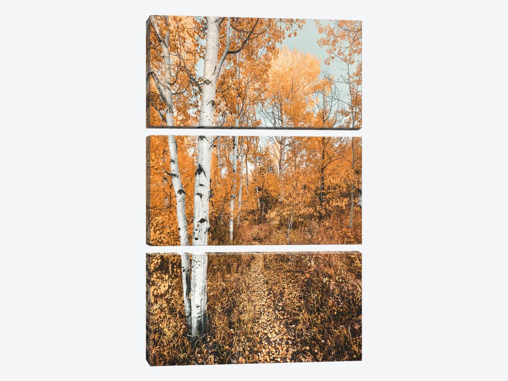 Fall Forest Path with Aspen Trees and Orange Autumn Leaves Trail in Grand Teton National Park by Nature Magick 3-piece Canvas Artwork