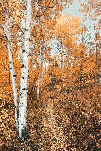 Take A Hike: Fall Forest Path with Aspen Trees and Orange Autumn Leaves Trail in Grand Teton National Park by Nature Magick