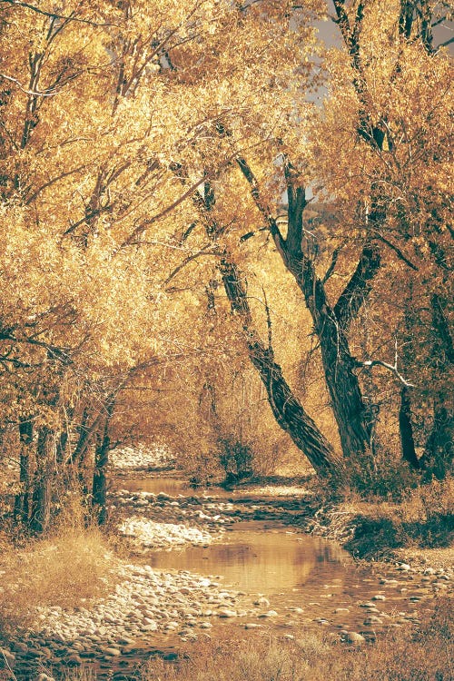 Fall River Autumn Leaves on Cottonwood Trees on the Water in Grand Teton National Park