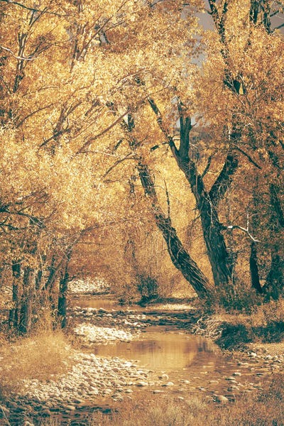 Fall River Autumn Leaves on Cottonwood Trees on the Water in Grand Teton National Park