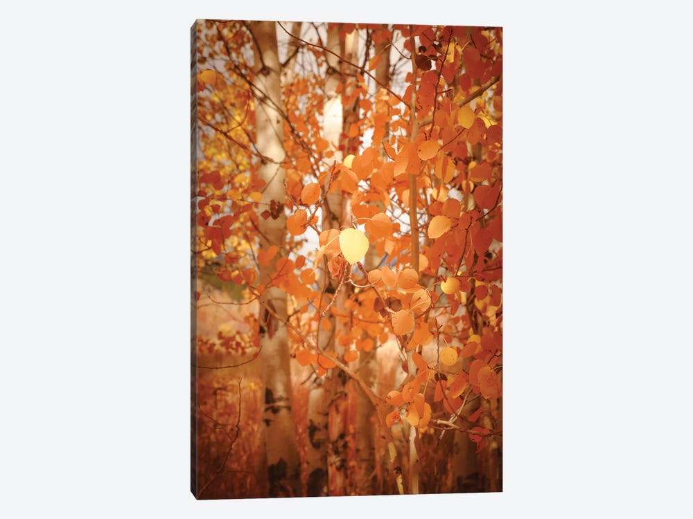 Fall Aspen Trees Pretty Orange Autum - Canvas Wall Art | Nature Magick