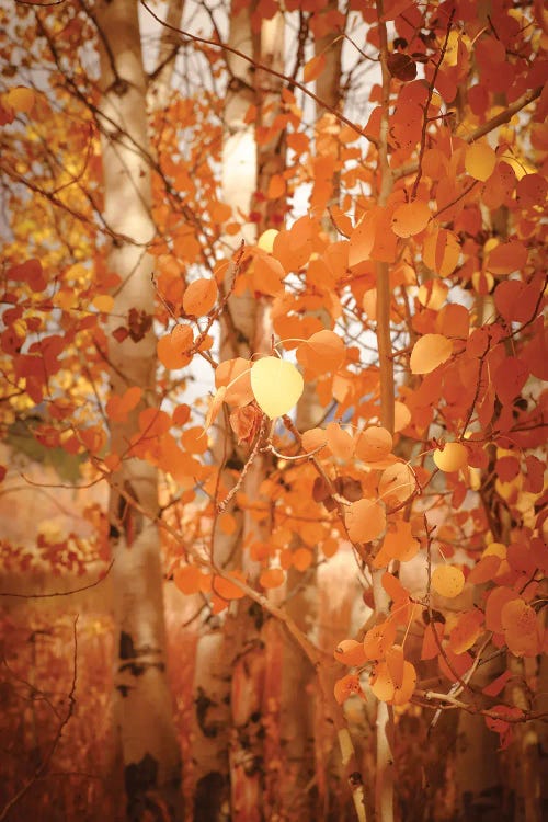 Fall Aspen Trees Pretty Orange Autumn Leaves Forest Woods