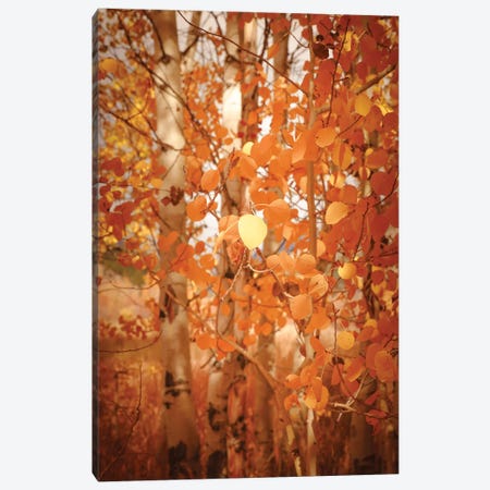 Fall Aspen Trees Pretty Orange Autumn Leaves Forest Woods Canvas Print #MGK669} by Nature Magick Canvas Wall Art