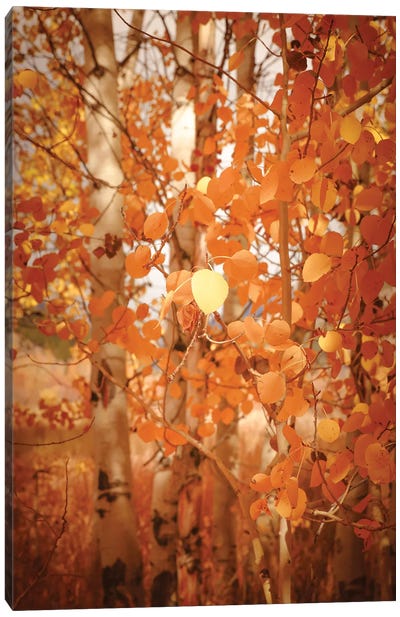 Fall Aspen Trees Pretty Orange Autumn Leaves Forest Woods Canvas Art Print - Nature Magick