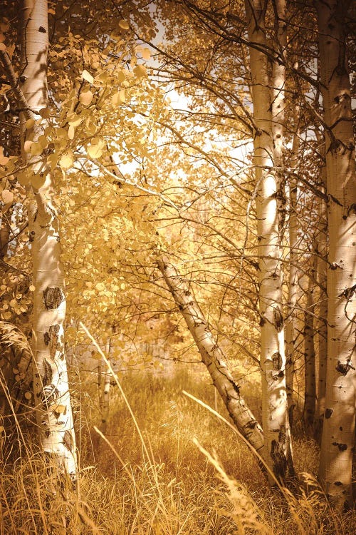 Fall Aspen Trees Rustic Woods Yellow Autumn Leaves Forest Woods