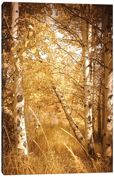 Fall Aspen Trees Rustic Woods Yellow Autumn Leaves Forest Woods Canvas Art Print - Nature Magick