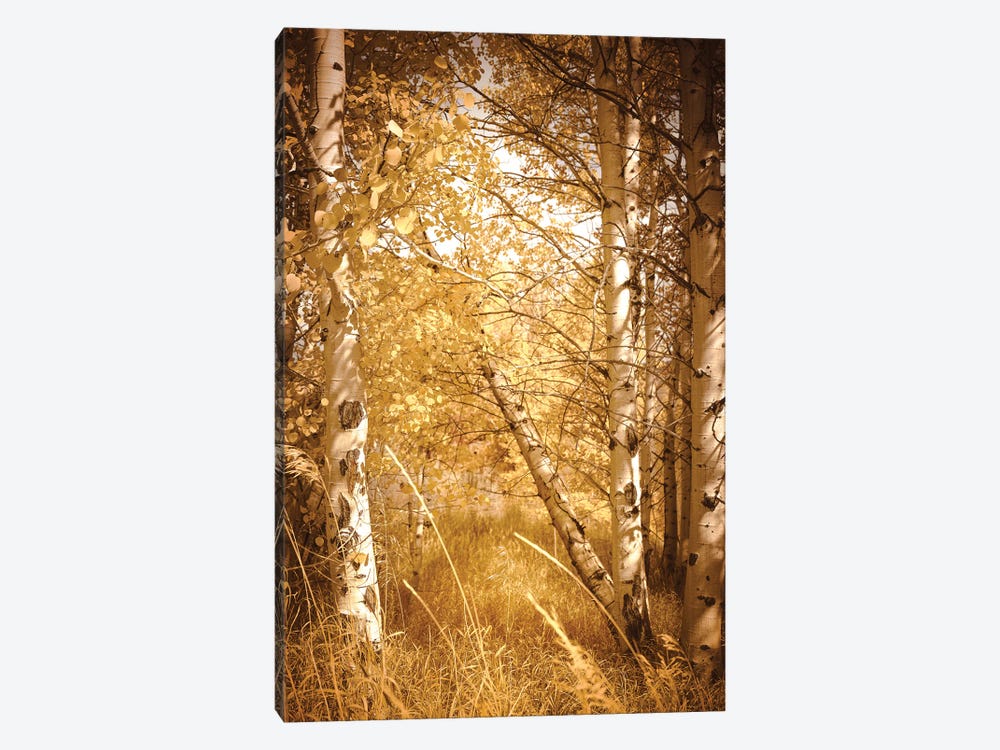 Fall Aspen Trees Rustic Woods Yellow Autumn Leaves Forest Woods by Nature Magick 1-piece Canvas Print