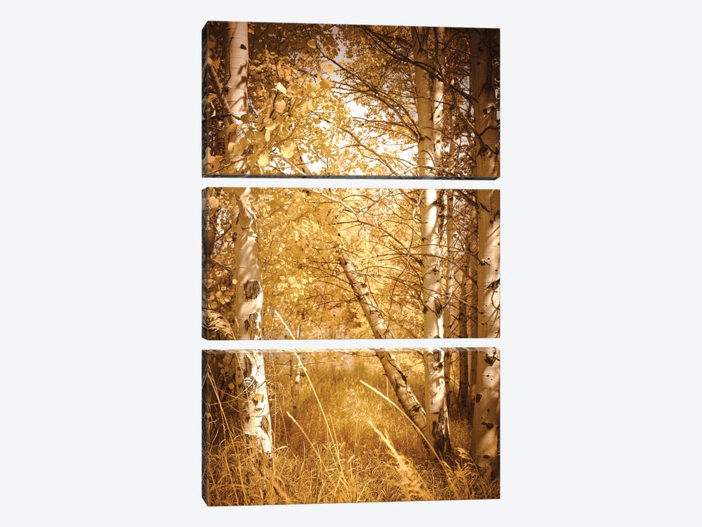 Fall Aspen Trees Rustic Woods Yellow Autumn Leaves Forest Woods by Nature Magick 3-piece Art Print