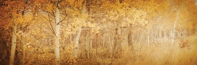 Fall Aspen Trees Dreamy Yellow Autumn Leaves Forest Woods by Nature Magick canvas print