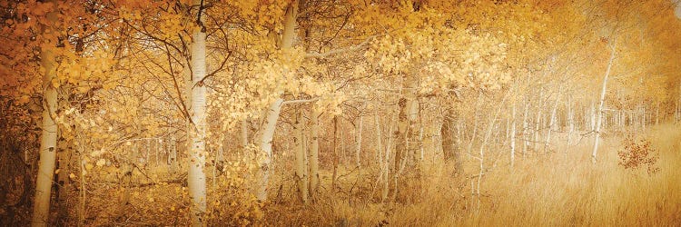 Fall Aspen Trees Dreamy Yellow Autumn Leaves Forest Woods