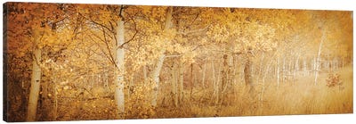 Fall Aspen Trees Dreamy Yellow Autumn Leaves Forest Woods Canvas Art Print - Nature Magick