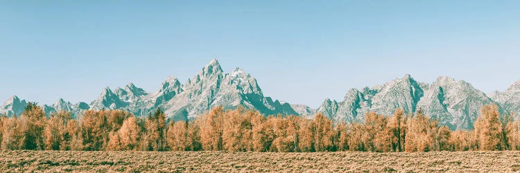 Fall in the Grand Tetons Autumn Aspen Trees and Mountains at Grand Teton National Park Western by Nature Magick wall art