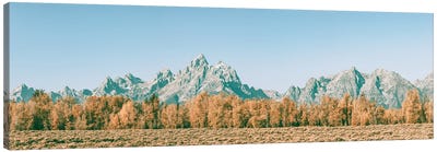 Fall in the Grand Tetons Autumn Aspen Trees and Mountains at Grand Teton National Park Western Canvas Art Print - Nature Magick