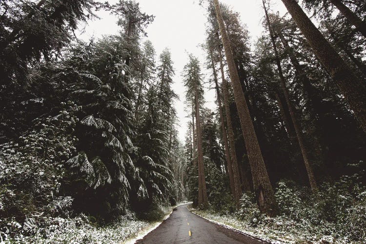 Winter Redwoods Forest Road Trees and Snow in Redwood National Park