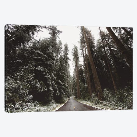 Winter Redwoods Forest Road Trees and Snow in Redwood National Park Canvas Print #MGK675} by Nature Magick Canvas Art