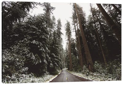 Winter Redwoods Forest Road Trees and Snow in Redwood National Park Canvas Art Print - Nature Magick