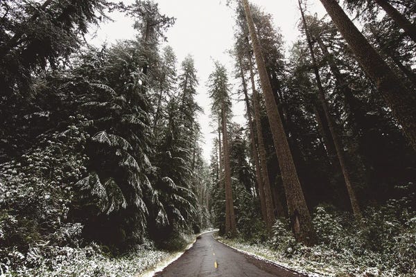 Nature Magick: Winter Redwoods Forest Road Trees and Snow in Redwood National Park by Nature Magick