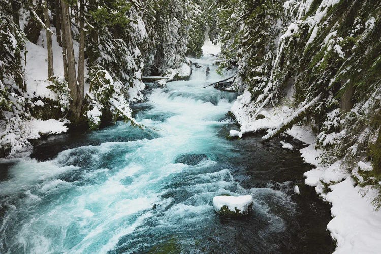 Winter Woods with Snow, Water, and Ice on the McKenzie River