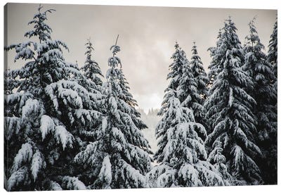 Winter Forest Walk Fir Trees in the Snow Canvas Art Print - Nature Magick