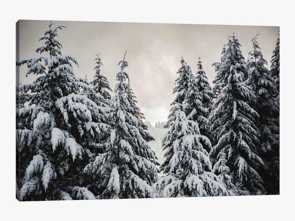 Winter Forest Walk Fir Trees in the Snow by Nature Magick 1-piece Art Print
