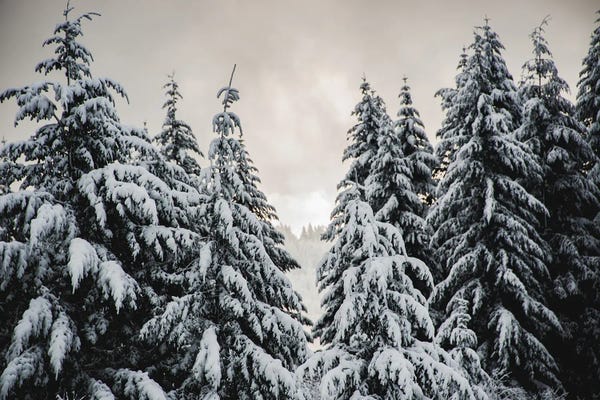 Winter Forest Walk Fir Trees in the Snow