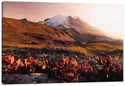 Wildflowers At Mount Rainier National Park Canvas Art Print - Nature Magick