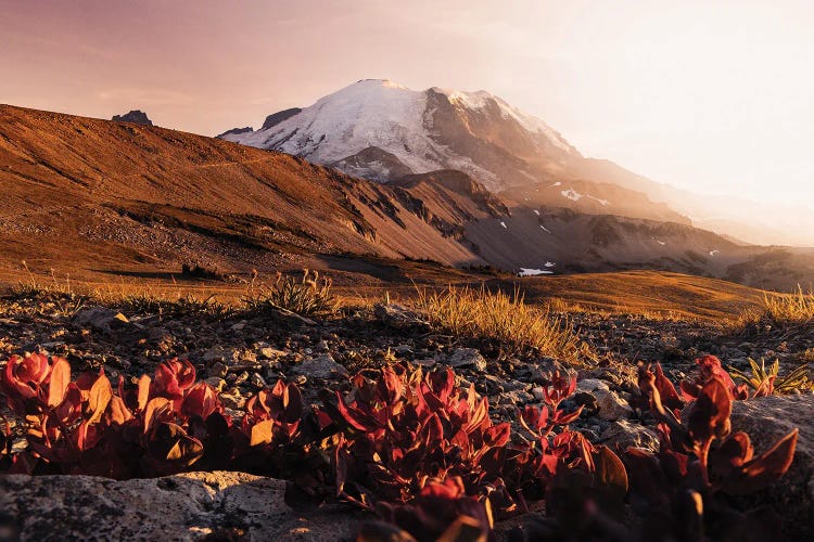 Wildflowers At Mount Rainier National Park