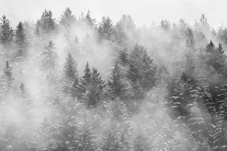Lost In The Woods - Winter Scene by Nature Magick wall art