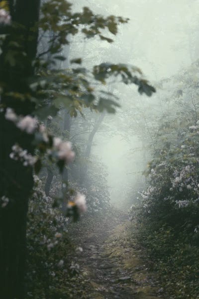 Appalachian Mountains: Appalachian Trail Mountain Laurel Floral by Nature Magick