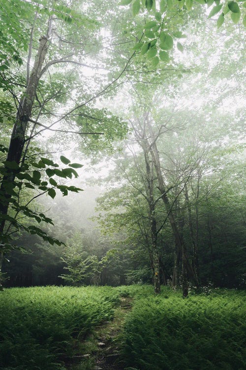 Appalachian Trail Mountain Fantasy by Nature Magick wall art