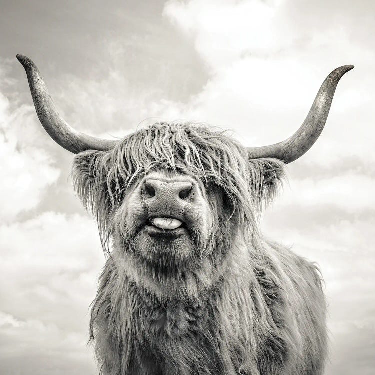 Large Size Available B&W Highland Cow Farmhouse Poster Art Prints Funny Girl 