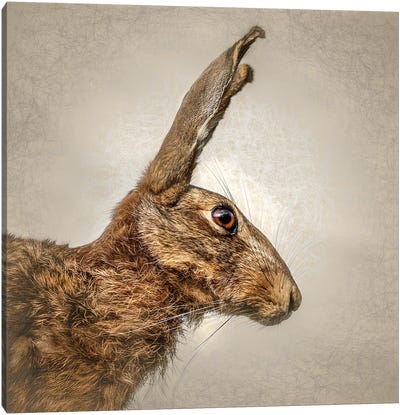 Hare Canvas Art Print - Mark Gemmell