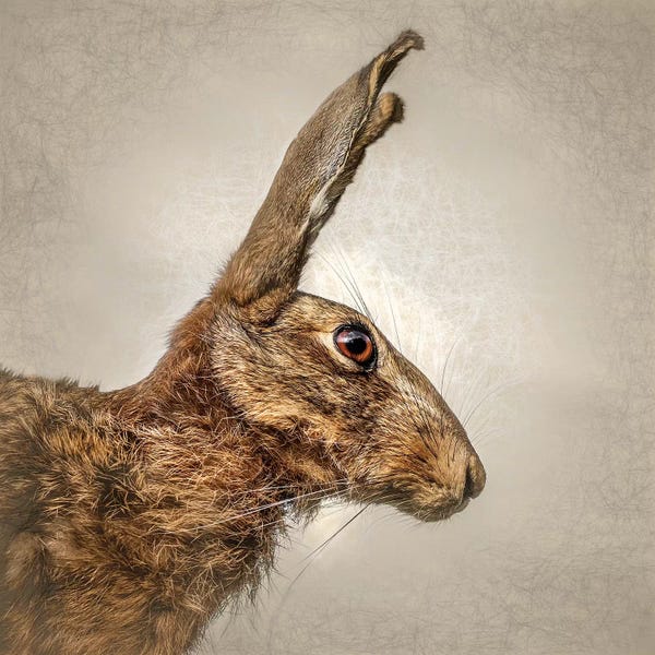 Rabbits: Hare by Mark Gemmell