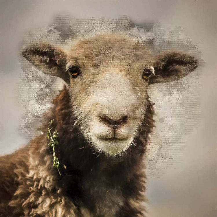 Herdwick by Mark Gemmell wall art